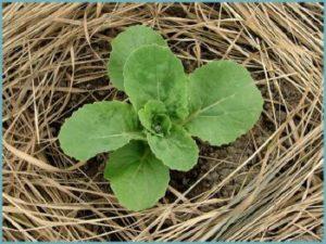 เป็นไปได้ไหมที่จะคลุมกะหล่ำปลีด้วยหญ้าที่ตัดแล้ว และสามารถใช้สิ่งอื่นใดได้อีก?