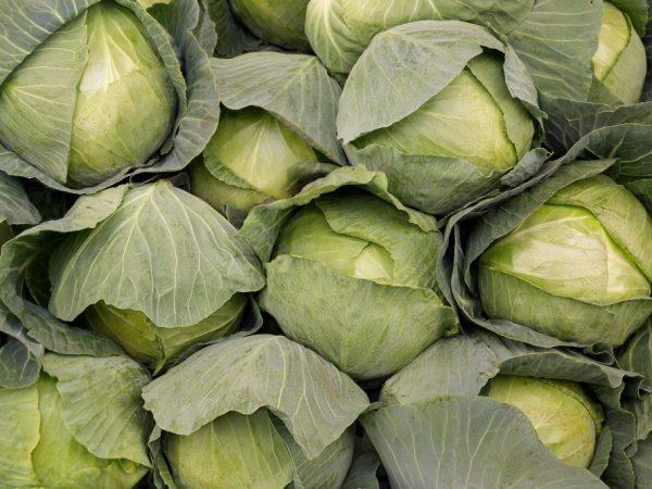 กะหล่ำปลีดัตช์ แอมมอน F1