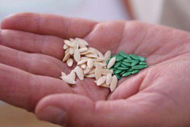 เมล็ดพันธุ์ในมือ