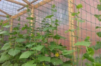 ตาข่ายรองรับ