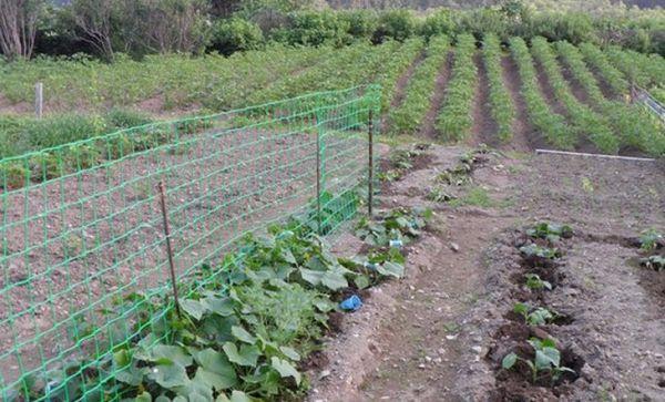 Treillis métallique