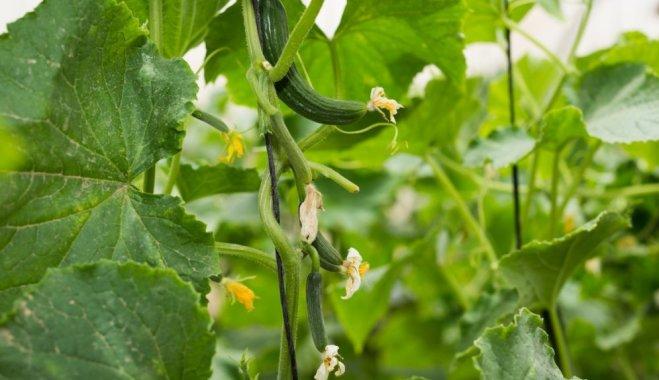 แตงกวาจีน