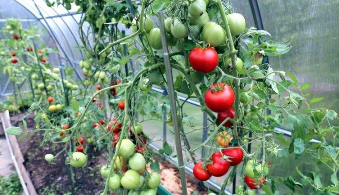 มะเขือเทศสุก