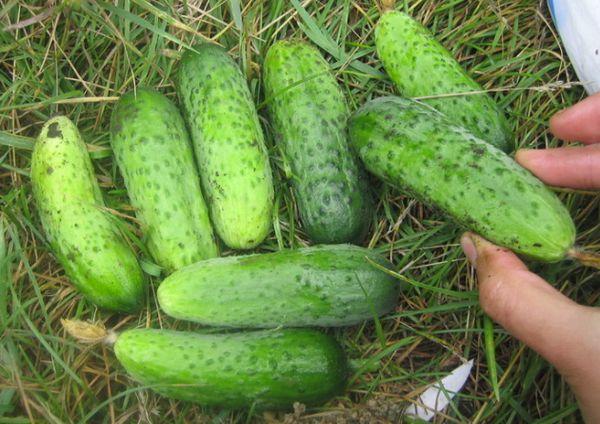 ทอม ธัมบ์