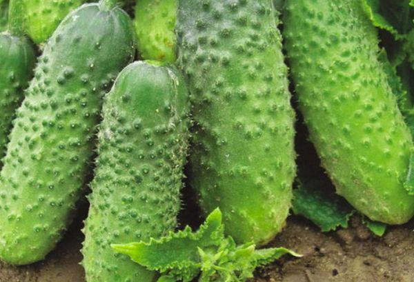 แตงกวาสุก