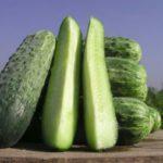 แตงกวาเดลปิน่า F1