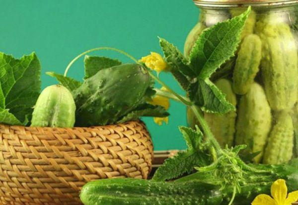 แตงกวาโรม่า