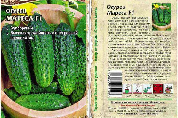 แตงกวาแม่ม้า