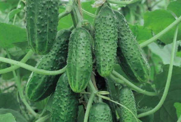 พวงองุ่น