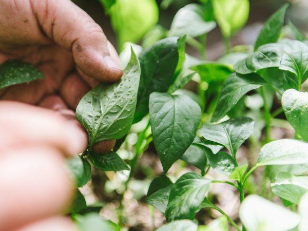 เพลี้ยอ่อนบนพริก