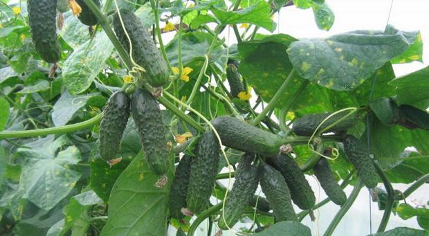 คูมาเน็ก เอฟ1