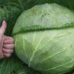 กะหล่ำปลีเมกะตัน