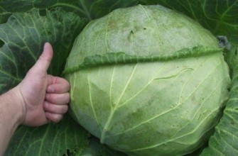 กะหล่ำปลีเมกะตัน