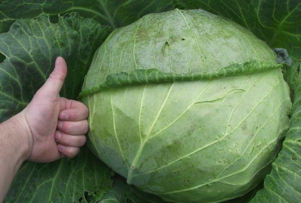 กะหล่ำปลีเมกะตัน