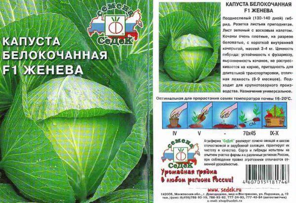 กะหล่ำปลีเจนีวา F1