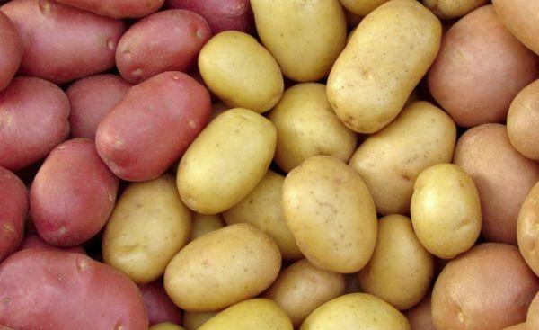 อาร์กติก