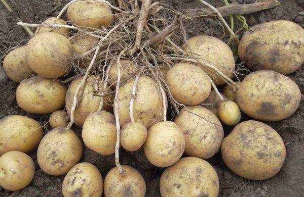 มันฝรั่งอัลเมร่า