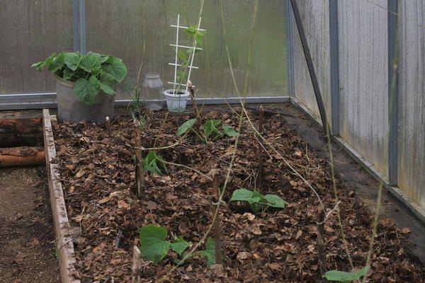 แตงกวาในโรงเรือน