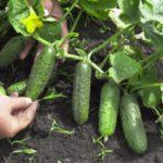 แตงกวาสุก