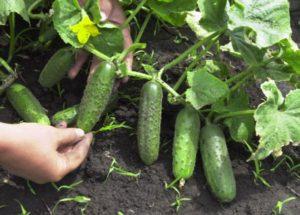 50 พันธุ์แตงกวาที่ดีที่สุดสำหรับโรงเรือนโพลีคาร์บอเนต พร้อมคำอธิบาย