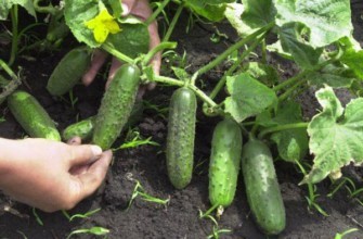 แตงกวาสุก