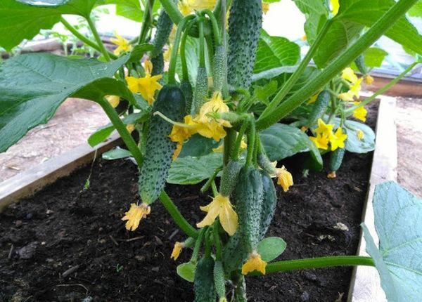 แตงกวาออกดอก