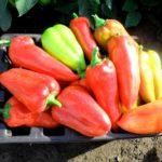 ของขวัญจากมอลโดวา