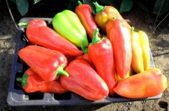 ของขวัญจากมอลโดวา