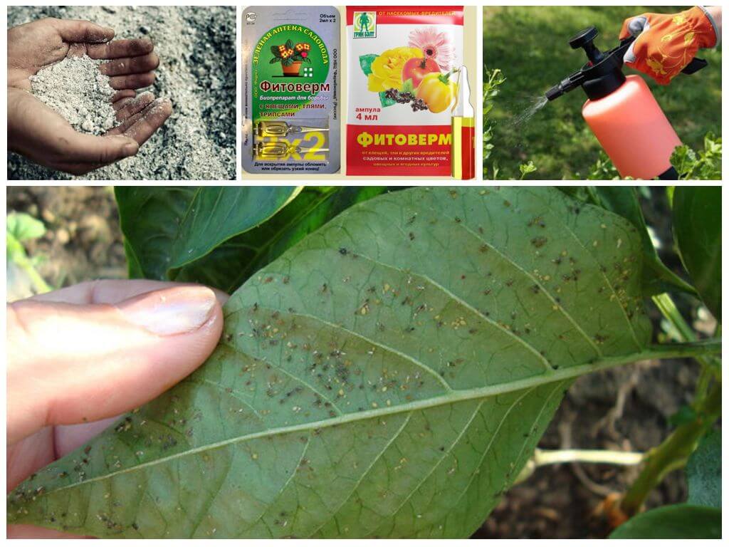 การแปรรูปพริกไทย