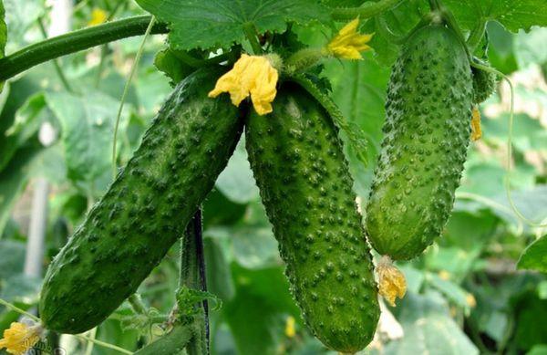 ผลแตงกวา