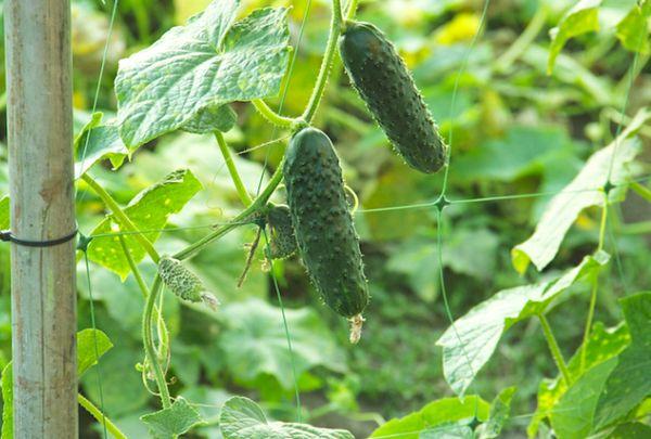 ต้นแตงกวา