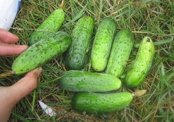 นกกระสา 639