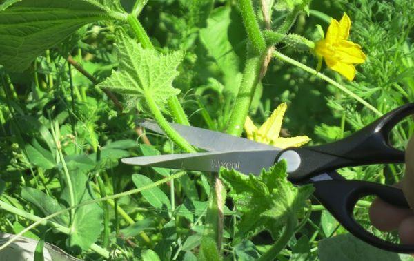 การเด็ดแตงกวา