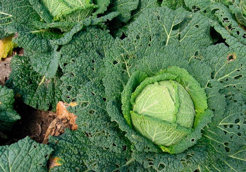 กะหล่ำปลีซาวอย