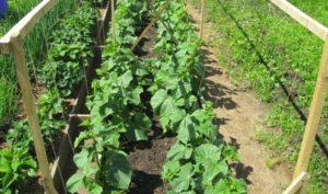 สูตรที่ดีที่สุดสำหรับการใส่ปุ๋ยแตงกวาที่บ้านและกฎสำหรับการใส่ปุ๋ย