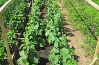 แปลงปลูกแตงกวา