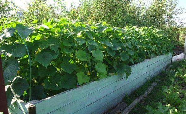 Cultiver des concombres