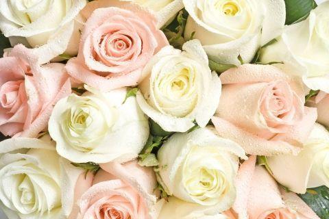 avec des bourgeons jaunes et blancs