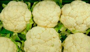 วิธีการปลูกดอกกะหล่ำในที่โล่งอย่างถูกต้อง: แผนภาพและระยะเวลาของขั้นตอน