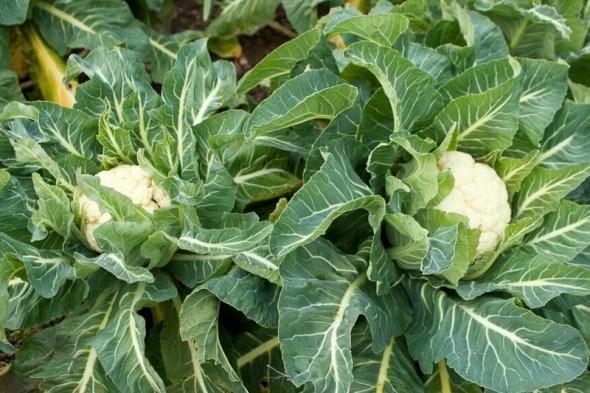 โรคกะหล่ำปลี