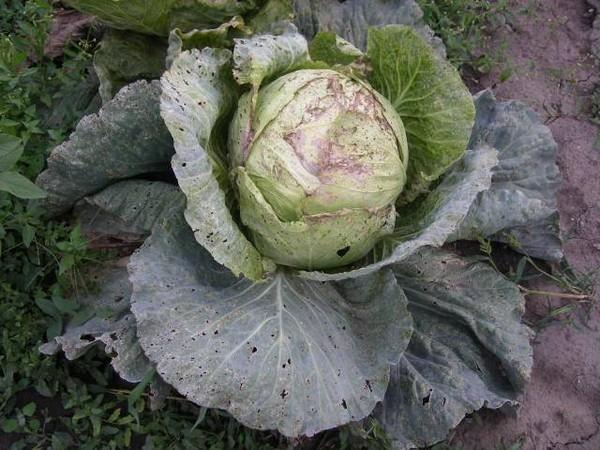 ทำไมใบกะหล่ำปลีจึงเหี่ยว?