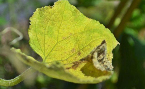 อาการเหลืองจากแบคทีเรีย