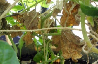 แตงกวาแห้ง