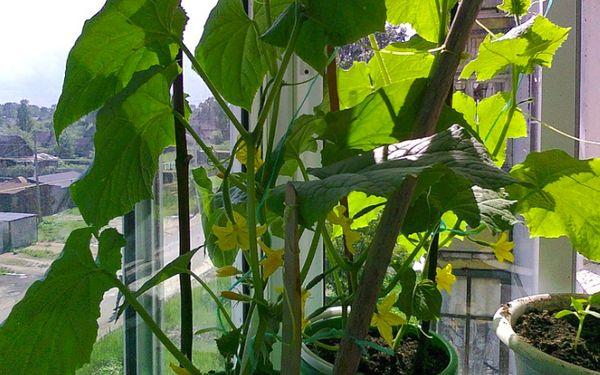 แตงกวาบนระเบียง