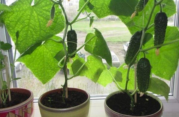 แตงกวาในกระถาง