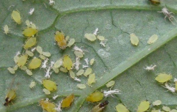 ไรเดอร์