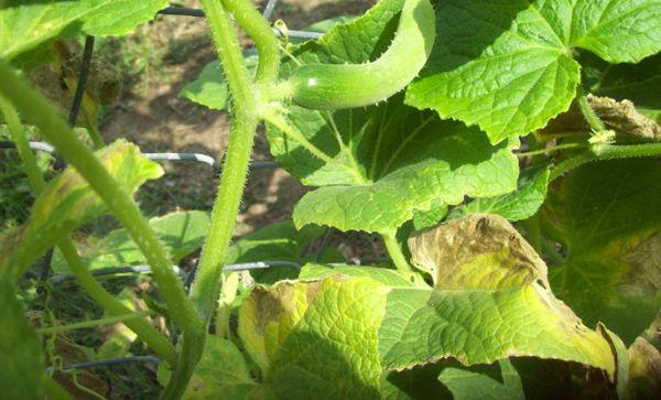 ใบไม้เริ่มแห้งเหี่ยว