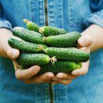 แตงกวาในมือ