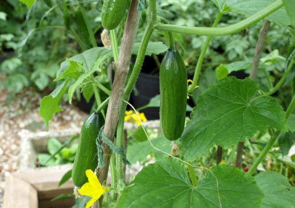 การปลูกแตงกวา