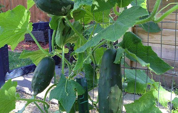 ต้นแตงกวา